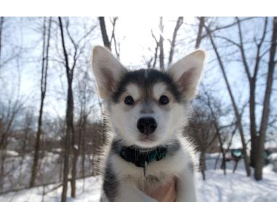 Why Is My Siberian Husky Puppy Biting & Nipping?