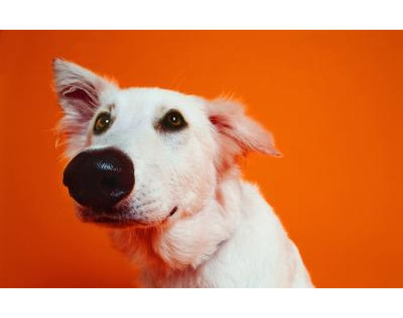 Rubber Flooring for Dog Training