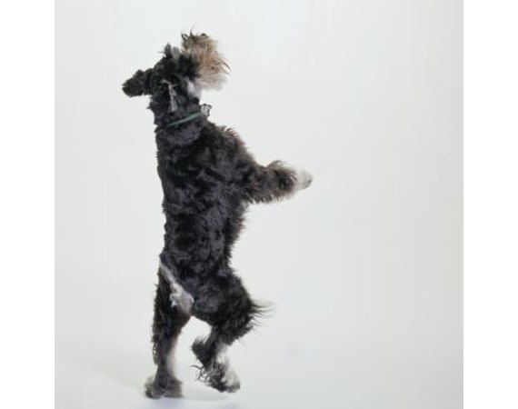What to Do if Your Mini Schnauzer Is Acting Shy?