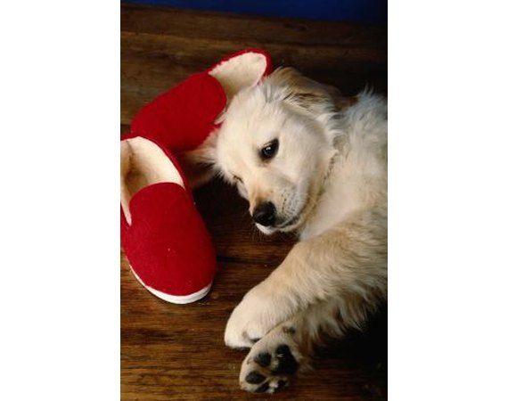 How to Keep Dogs From Taking Slippers