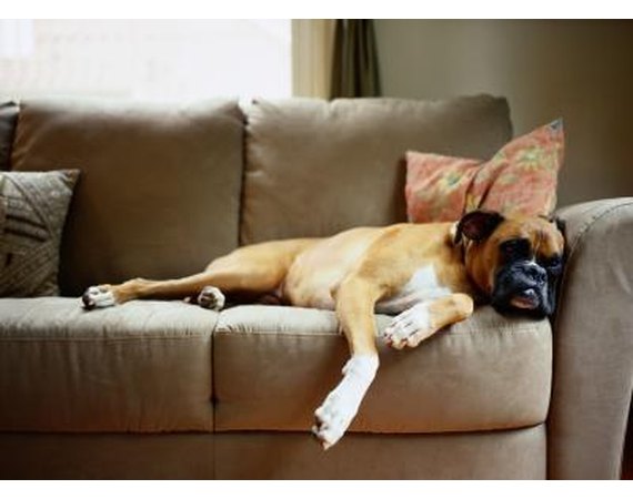 How to Train a Boxer to Lay Down