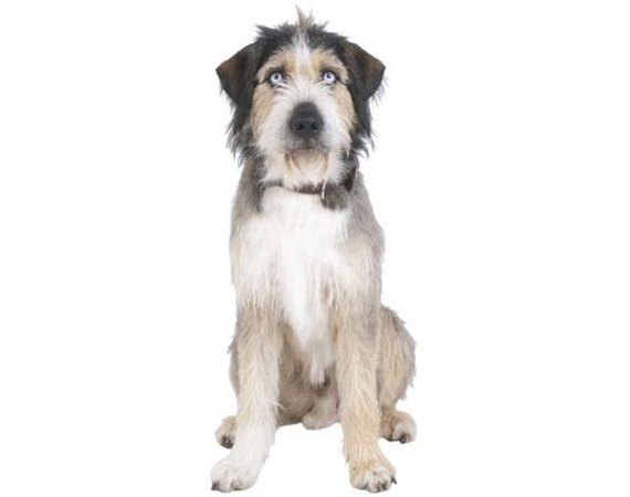 How to Get a Pet Therapy Certification How to Get a Pet Therapy Certification