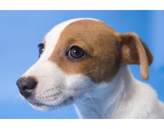 How to Train a Jack Russell Mix