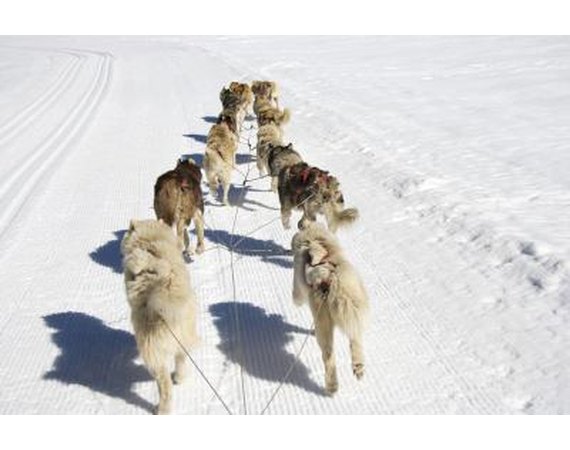 How Does the Musher Control the Direction of the Dog Team?