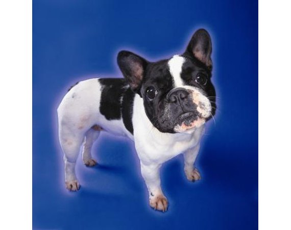 Training a Mini French Bulldog