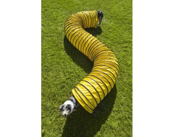 How to Make an Obstacle Course for Dogs