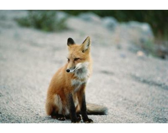 How to Make a Fox & Hound Tracker