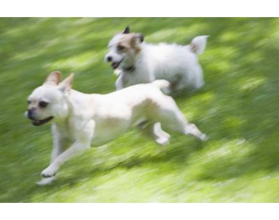 How to Bring a 2nd Dog Into the House How to Bring a 2nd Dog Into the House
