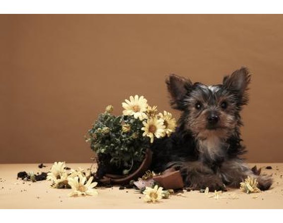 How to Get a Dog to Stop Digging Up Potted Plants