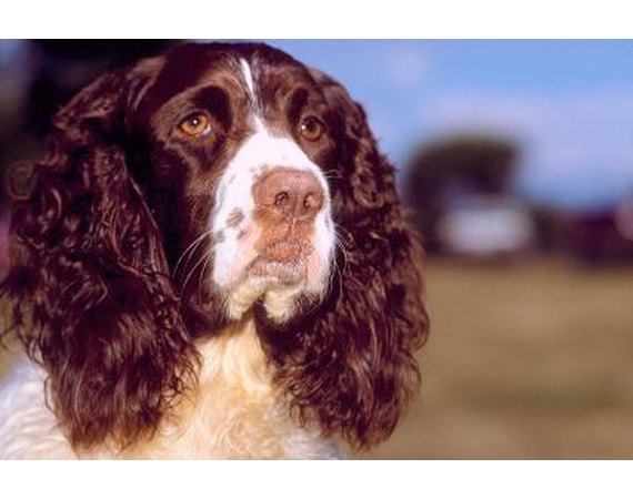 Springer Spaniel Puppy Training