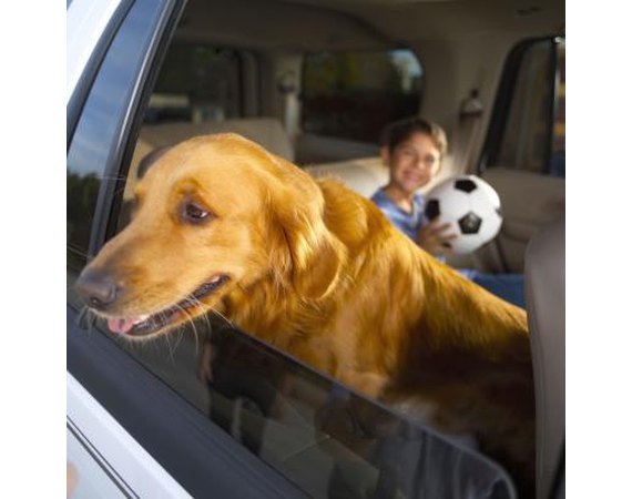 How to Stop Dogs From Crying in the Car