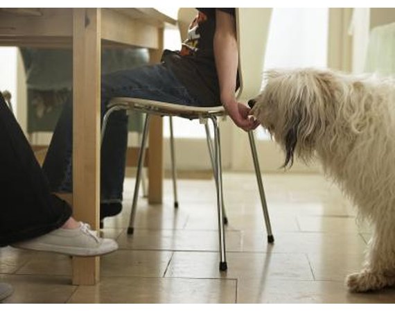 How to Get a Dog to Listen Without Food Bribery