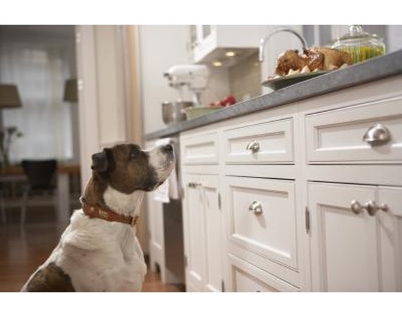 How to Get a Dog to Stop Eating Food From the Counters