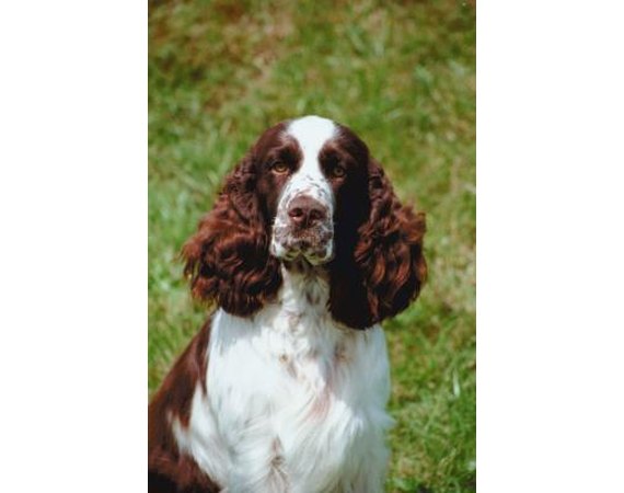 How to House Train an English Springer Spaniel