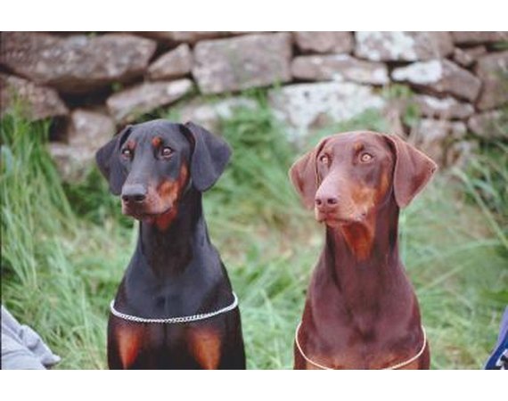 How to Train a Young Male Doberman