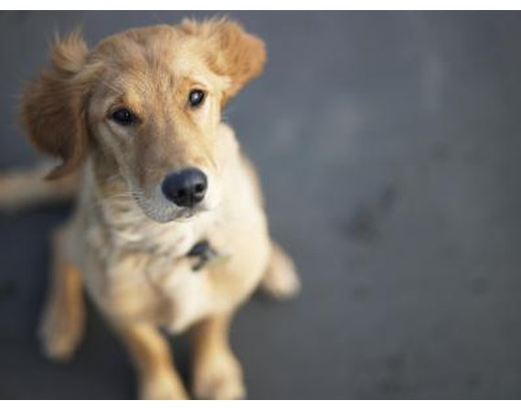 How to Keep a Dog From Clawing Up a Screen Door