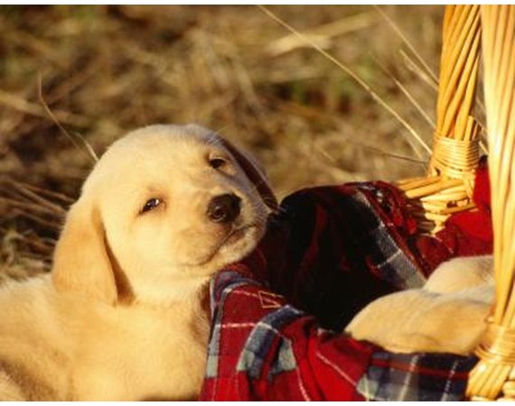 How to Make My Labrador Puppy Calm Down & Sleep With Me