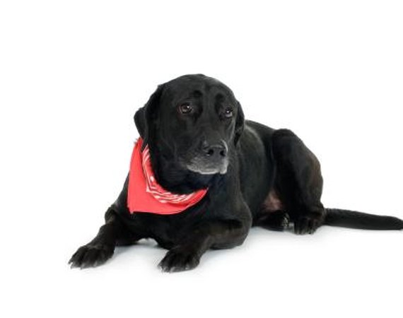 How to Make a Natural Flea Collar For Dogs How to Make a Natural Flea Collar For Dogs