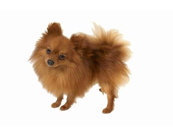 What Can Be Done to Stop Barking in Pomeranians?