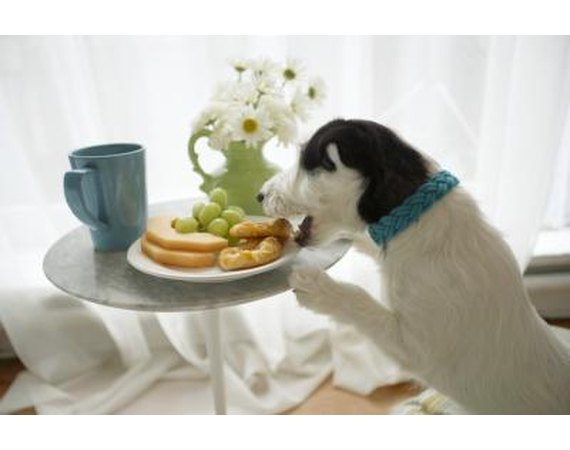 How to Train Your Dog Not to Eat Food off the Counter