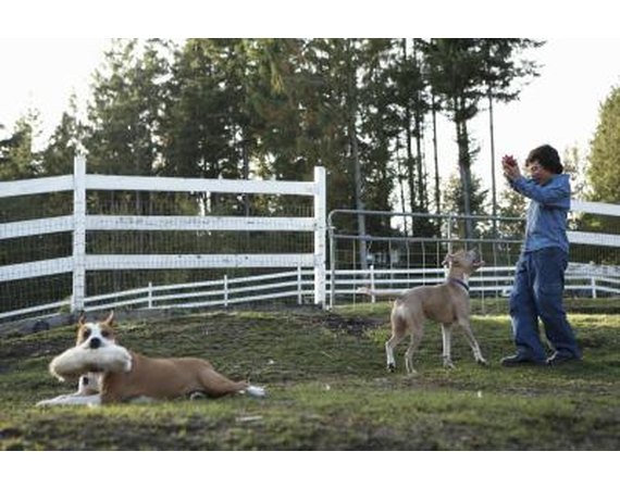 Dog Fencing Systems for Training