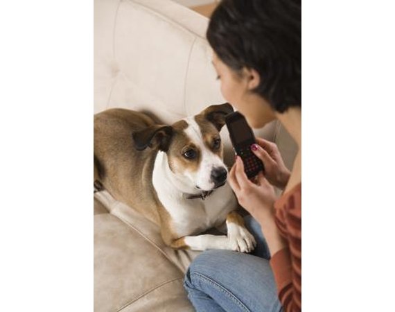 How to Teach a Dog to Calm Down When the Phone Rings