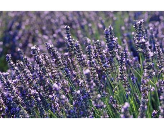 How to create Lavender Clicking Sea Sodium Scrub