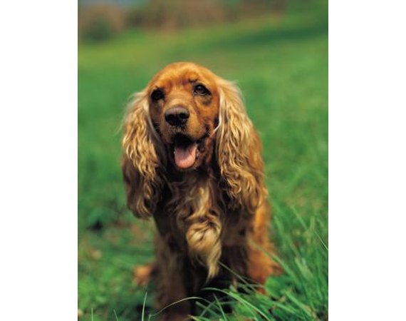 Positive Reinforcement & Negative Reinforcement for Dog Training