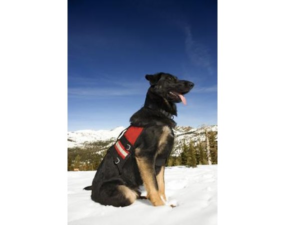 How to Certify a Search & Rescue Dog