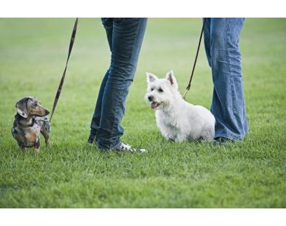 Why Are Leashed Dogs More Aggressive?