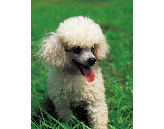 Tricks to Teach Your Toy Poodle