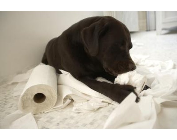 Good Toys for Chocolate Lab Puppies