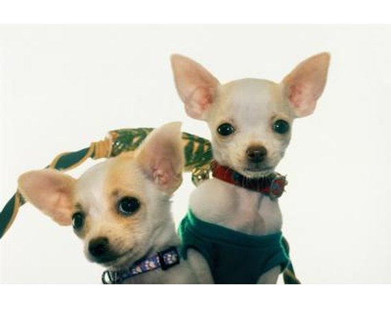 Training Chihuahuas With Praise & Affection