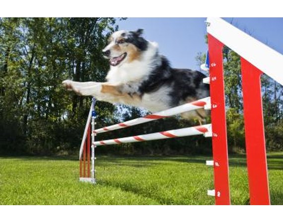 How to Make Jumps for Dogs