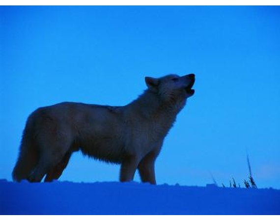 How to Take Pictures of Wildlife at Night