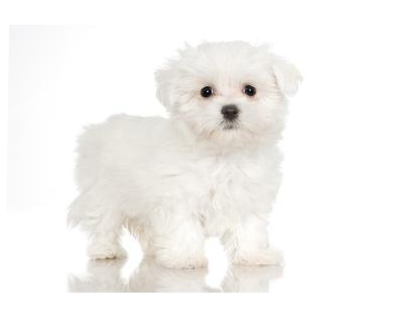 What to Do When Maltese Puppies Are Crying?