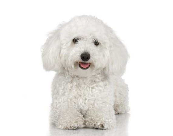 Training Tips for Poodle Bichons