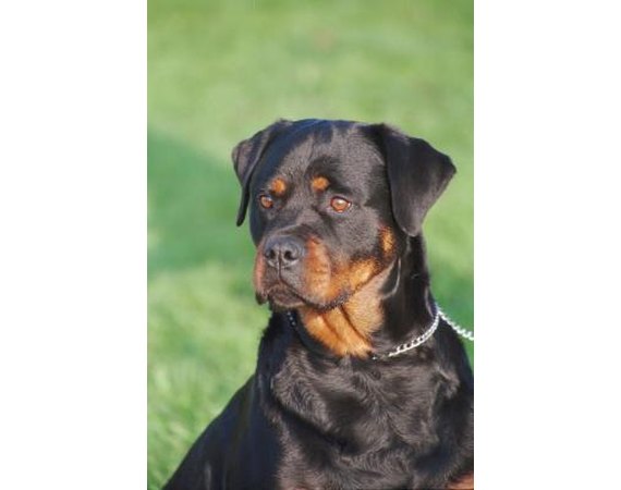 How to Train Male Rottweilers to Come