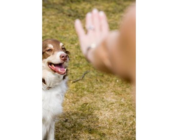 Teaching Your Dog to Look When Heeling