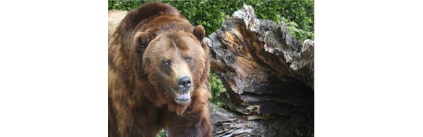 What Animals Are Endangered In The Tundra Biome