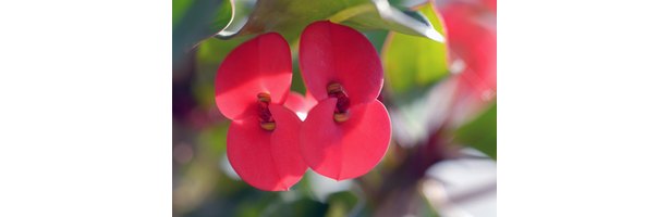 crown-of-thorns-plant-care-ehow