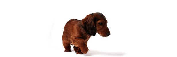 why do dogs scratch their beds why do dogs scratch their beds before laying ehow why do dogs scratch their beds why do dogs scratch their beds before laying ehow