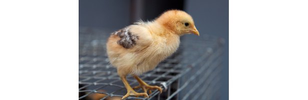 how-to-stop-chickens-from-pecking-other-chicks-ehow