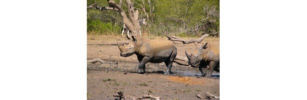 rhino habitat