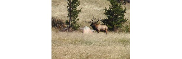 Good elk hunting in colorado