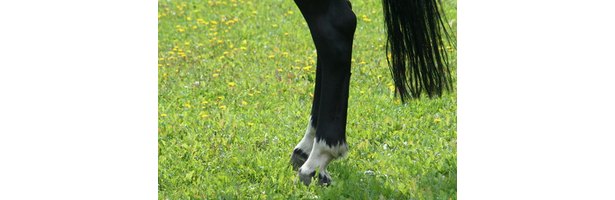 Equine Bed Sores & Lameness | eHow