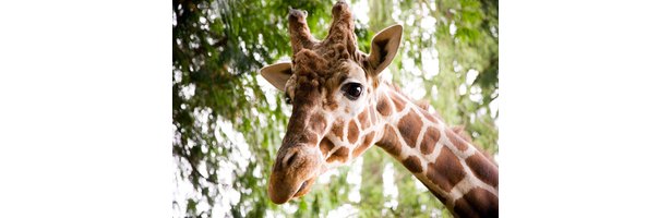 What Is A Zookeeper s Annual Salary EHow