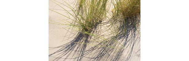 How to Cut Back Ornamental Grass in the Sprin