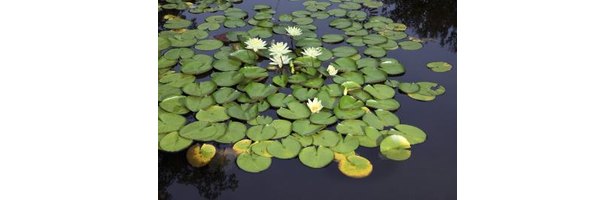 Names Of Water Plants