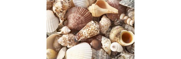 how-to-decorate-a-frameless-bathroom-mirror-with-seashells-ehow